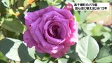 約200種320株のバラが見ごろに 高千穂町のバラ園|TBS NEWS DIG