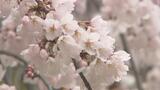「東北にもやっと春」いわき市小名浜で観測史上最も早くソメイヨシノ開花 しだれ桜も3分咲き 福島|TBS NEWS DIG