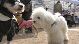 犬と飼い主が一緒に楽しめる「ドッグフェスタ」愛犬のファッションコンテストや「待て」の長さ競う催しも | 福岡のニュース|RKB NEWS|RKB毎日放送