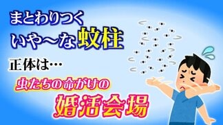 どこまでも追ってくる「あたま虫」 正体は無数のユスリカによる命がけの “婚活パーティー会場”  ピークは3月下旬から 道路や水辺で遭遇する「蚊柱」のヒミツ【2025年度 話題の記事】　|　富山のニュース｜天気・防災｜チューリップテレビ