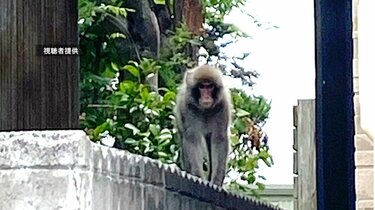 青森市中心部の住宅街にまたも「サル」 電柱から付近を見渡すような  