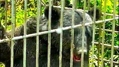 「全部クマにやられた」約20頭を捕獲も被害増え続ける『異常事態』　クマの食害過去10年で『最悪』　リンゴの木は折られ残った実はたった『3個』だけ…|TBS NEWS DIG