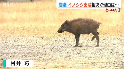 イノシシ、イノシシ」取材中にも遭遇 2か月半で19件の目撃相次ぐ集落