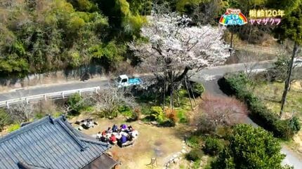 樹齢120年のヤマザクラ 鹿児島市【亀ちゃんのかごしま撮った