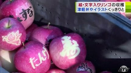 ここ数年で最高の出来」絵・文字入りリンゴの収穫作業はじまる 津軽弁