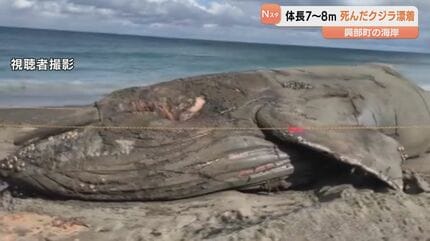 北海道興部町の海岸にクジラ漂着 体長7～8メートルほど 18日夜から19