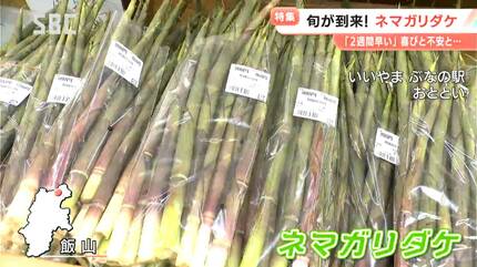 今季は流通量が減る？初夏の味覚「ネマガリダケ」と「淡竹」が早くも