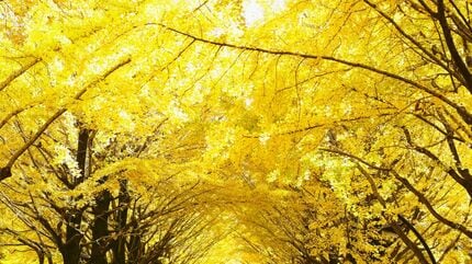 伝統あるイチョウ並木にはギンナンが落ちる？」黄金色になる理由は