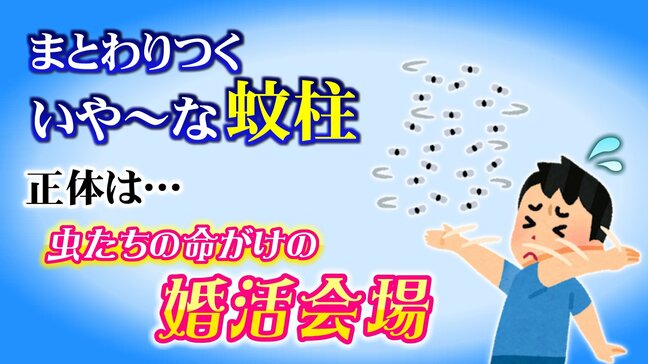 どこまでも追ってくる「あたま虫」 正体は無数のユスリカによる命がけの “婚活パーティー会場” ピークは3月下旬から 道路や水辺で遭遇する「蚊柱」のヒミツ【2025年度 話題の記事】|TBS NEWS DIG