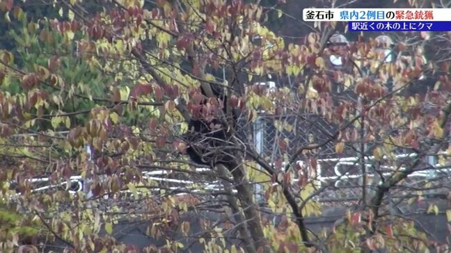 JR釜石駅すぐ近くの樹上にクマとどまる　居座りからおよそ6時間半後、緊急銃猟で駆除　県内2例目　岩手・釜石市|TBS NEWS DIG