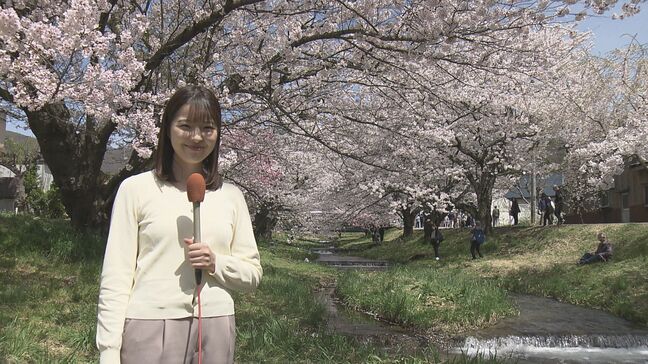「本当にきれい」両岸に200本…観音寺川のサクラが満開に　福島・猪苗代町|TBS NEWS DIG