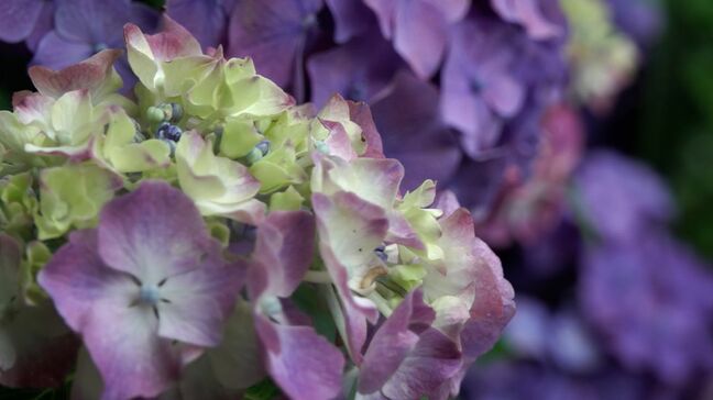 吉備津神社で約1500株のアジサイが見ごろ　青・ピンク・紫　7月上旬ごろまで楽しんで【岡山】|TBS NEWS DIG