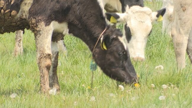 初夏の風物詩　牧場で預託放牧　県内の畜産農家から約350頭を預かり放牧　山梨県立八ヶ岳牧場|TBS NEWS DIG