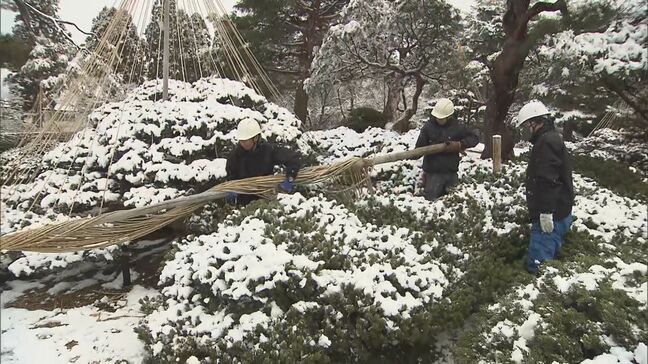 「これから会津の春を見て」雪の重みから枝守る“雪吊り”撤去　会津若松市の御薬園　福島|TBS NEWS DIG