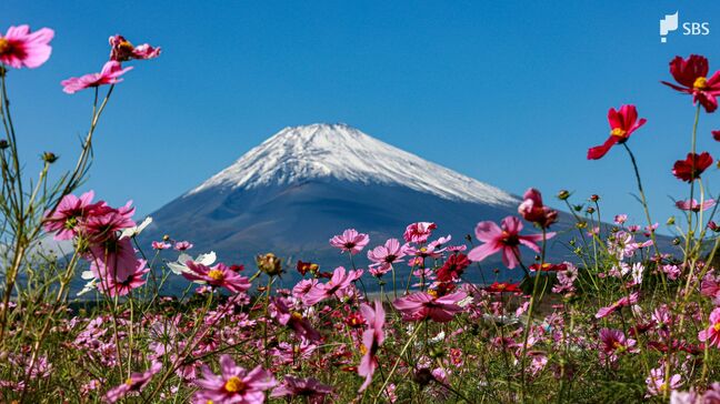 初冠雪の富士山と“共演”!裾野市のコスモス畑が見頃 残暑で開花遅れ=静岡【くるちゃんさんぽ】|TBS NEWS DIG