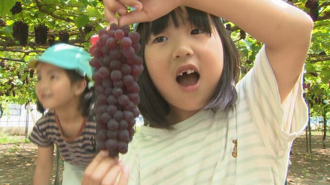 虫にもブドウにも興味津々　園児がブドウ栽培のハウスを探検　収穫体験も　|　BSSニュース | BSS山陰放送
