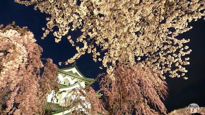 【青森・桜前線リポート】見渡す限り絶景！『満開』となった弘前公園　～“桜の城”華やぎ最高潮～　|　青森のニュース│ATV NEWS│青森テレビ