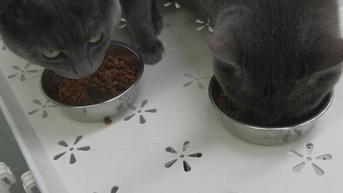 「ネコはなぜごはんを残すのか？」そのカギを握っているのはなんと！岩手大学の研究チームがネコの栄養管理の改善に役立つ研究結果を発表　盛岡市|TBS NEWS DIG