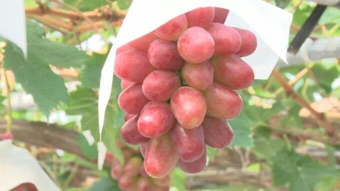 「世界で一番おいしいブドウじゃないかなと思っている」　糖度20度以上　島根オリジナルぶどう「神紅」　今シーズンの収穫はじまる　|TBS NEWS DIG