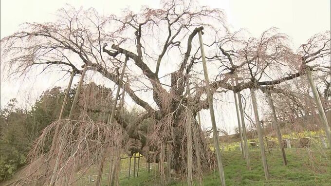 日本三大桜「滝桜」長寿の秘密は…遺伝子情報解析へ　福島・三春町|TBS NEWS DIG
