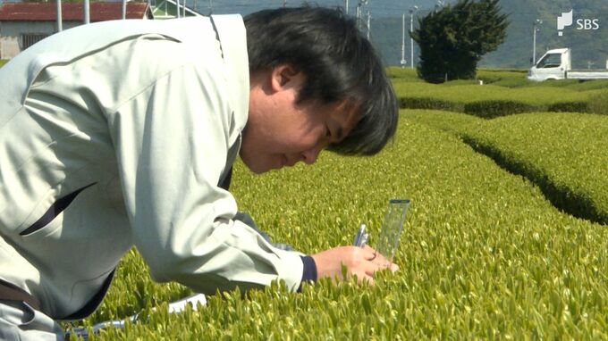 生育は良好も摘採時期は前年より1～2日程度遅いか 静岡県内一番茶生育調査 JA静岡経済連が結果公表|TBS NEWS DIG