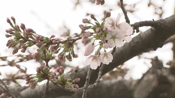盛岡でソメイヨシノ開花　地方気象台が発表　これまでで2番目に早い開花|TBS NEWS DIG