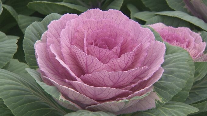 正月を彩る葉牡丹　出荷のピーク迎える　島根県出雲市|TBS NEWS DIG