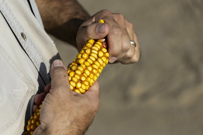 米国産コーン、豊作予想でも不安広がる－「粒が欠けた」写真が拡散