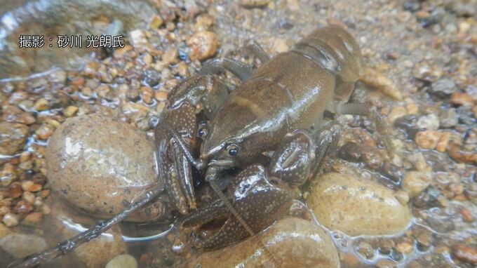 絶滅危惧種「ニホンザリガニ」を売買禁止　来年1月から　環境省|TBS NEWS DIG