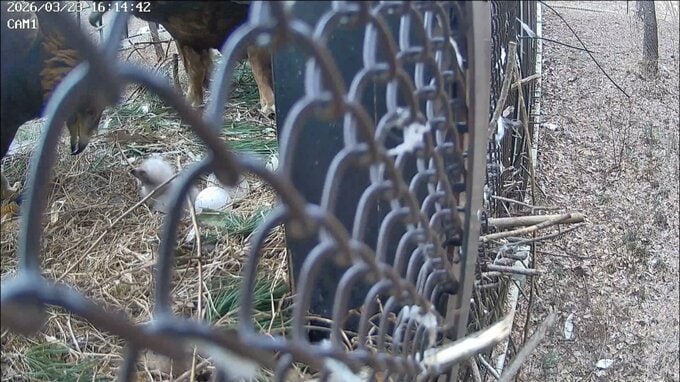 「できるだけ静かに見ていただければ」盛岡市動物公園ＺＯＯＭＯで初めて二ホンイヌワシのヒナ誕生　岩手　|TBS NEWS DIG