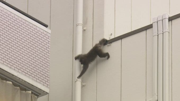 連日サルが出没の広島市中心部　24日もビルからビルへ飛び移る姿を撮影　先週から警察にも通報相次ぐ　|　RCC NEWS | 広島ニュース | RCC中国放送