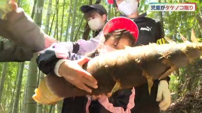 「１年生のためにも取れてよかった」小学６年生と1年生がタケノコ掘り　山口県萩市|TBS NEWS DIG