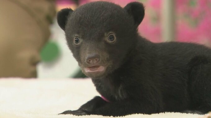 育ち盛り！赤ちゃんグマ　生後50日で25センチ、1か月でどれだけ大きくなった？|TBS NEWS DIG