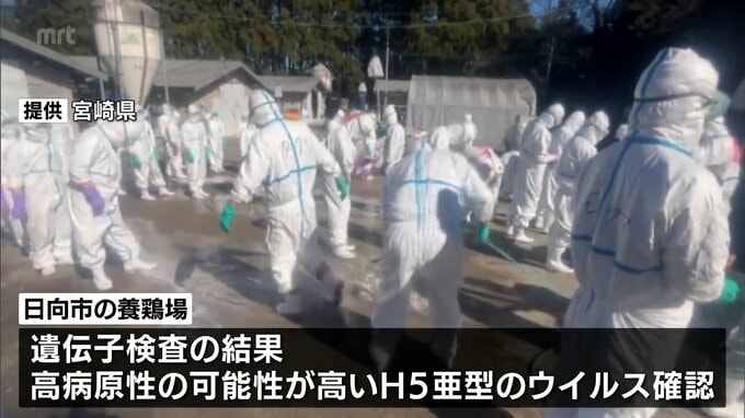 鳥インフルエンザ　日向市の養鶏場の約4万8000羽の殺処分終わる　|　MRTニュース ｜ ＭＲＴ宮崎放送