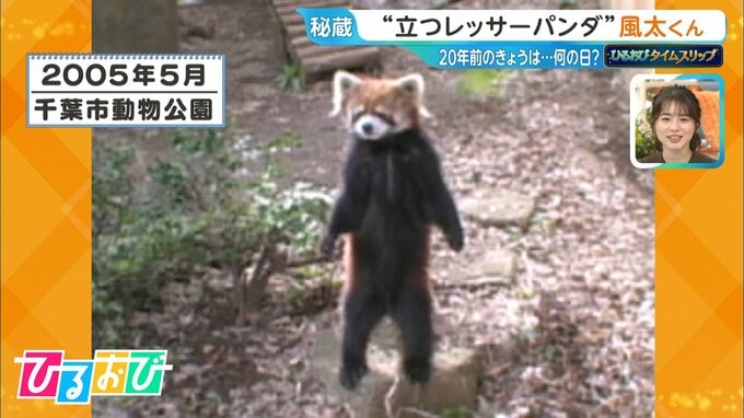 “二本足で立つ”レッサーパンダ「風太くん」は今…実は子孫が“80頭”！子や孫も立つの？【ひるおび】|TBS NEWS DIG