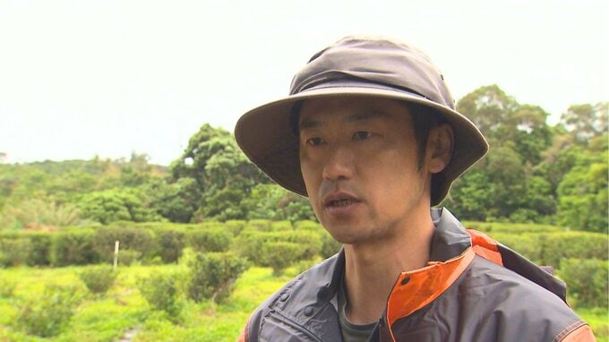 「沖縄のお茶のすばらしさを感じてほしい」　戦前から栽培され一度途絶えた「山城茶」が復活　偶然の出会いから幻のお茶に情熱を注ぐ男性|TBS NEWS DIG