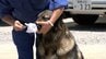 警察犬「チャンス君」が技術を披露 高校で生徒たちに訓練を公開「人間と動物との信頼関係を築いていきたい」【岡山】　|　岡山・香川のニュース | 天気 | RSK山陽放送