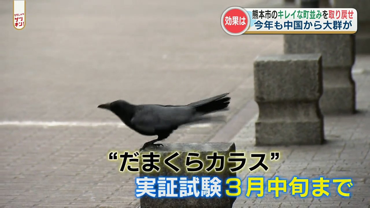 カラスなのに イタチごっこ とはこれいかに だまくらカラス作戦 から1か月 効果は Tbs News Dig 1ページ カラスなのに イタチごっこ とはこれいかに だまくらカラス作戦 から1か月 効果は Tbs News Dig 1ページ