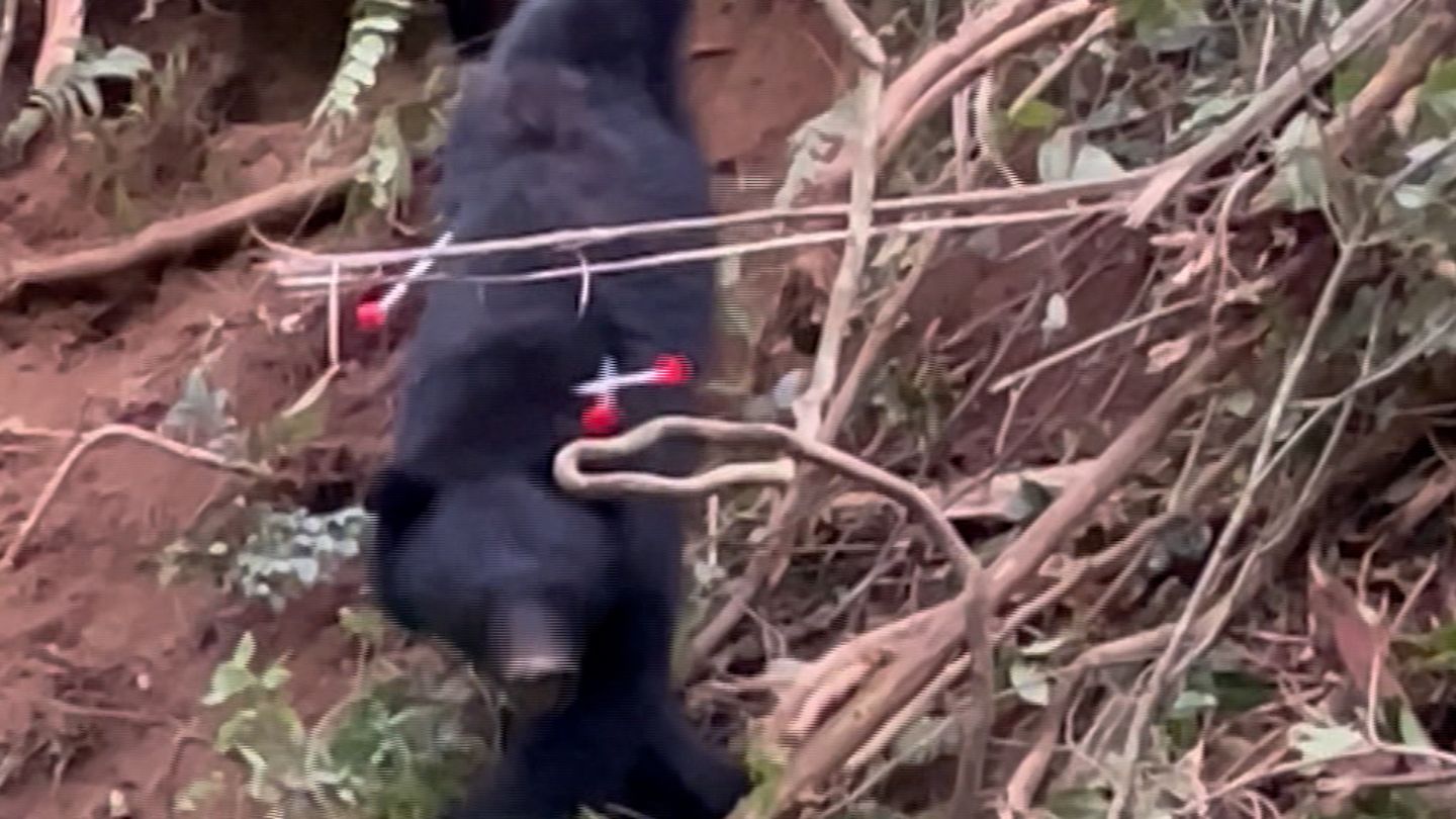 柿の実がクマに食べられた」ツキノワグマ出没10月に10件以上目撃相次ぐ