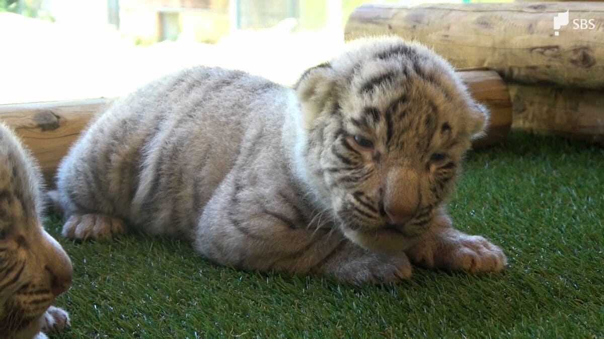 よくミルクを飲んで元気いっぱい」ホワイトタイガー 三つ子の赤ちゃん