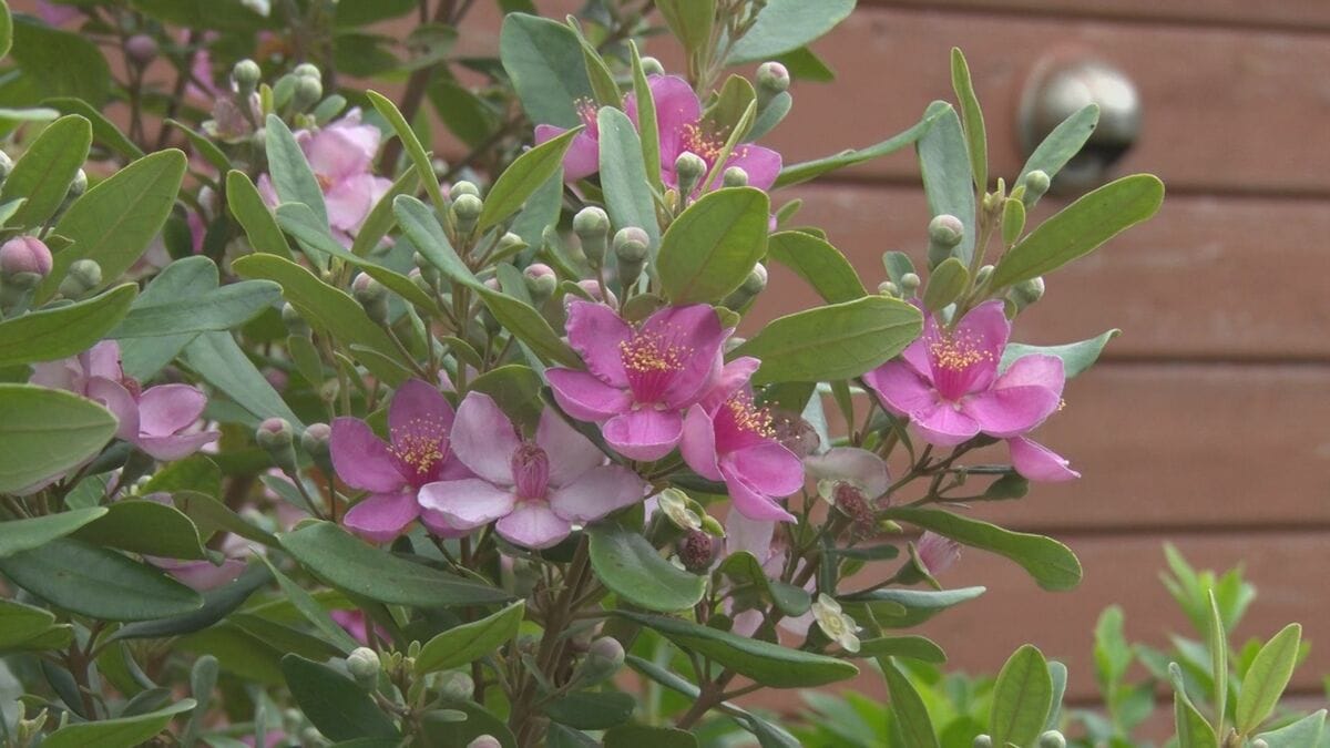 菊花石　7連　淡いピンク花 テンニンカ」淡いピンクの花が見頃 | 沖縄のニュース｜RBC 琉球放送 (1