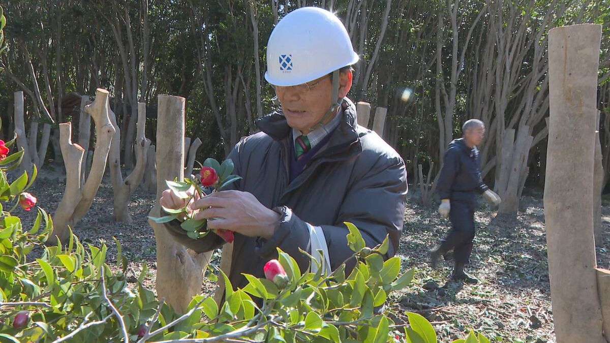 Watanabe 広がる枝葉 山採り ヤブツバキ 649 樹高1.8m位 衰えたヤブツバキを再生へ 高い位置での伐採で花芽が増加 専門家らが