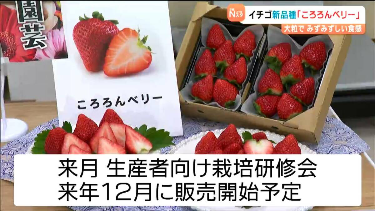 断面がハートになるイチゴ新品種「ころろんベリー」誕生 他県との競争