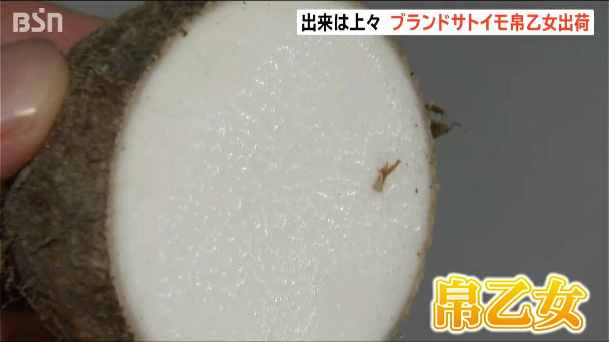 サムネイル_ブランドサトイモ『帛乙女』の出荷始まる　白い肌と滑らかな食感 　来年3月まで出荷続く　新潟・五泉市