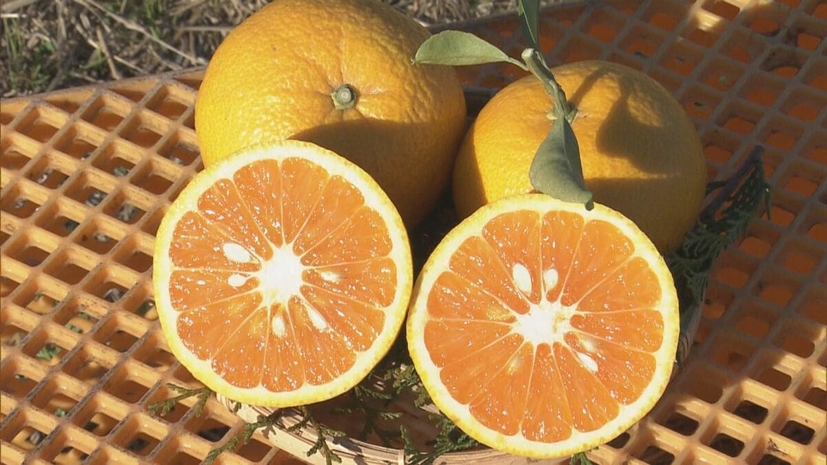 “幻のミカン” 市木オレンジの収穫最盛期 果汁多く爽やかな風味が特長 生産農家が少なく市場にあまり出回らない 三重･紀宝町