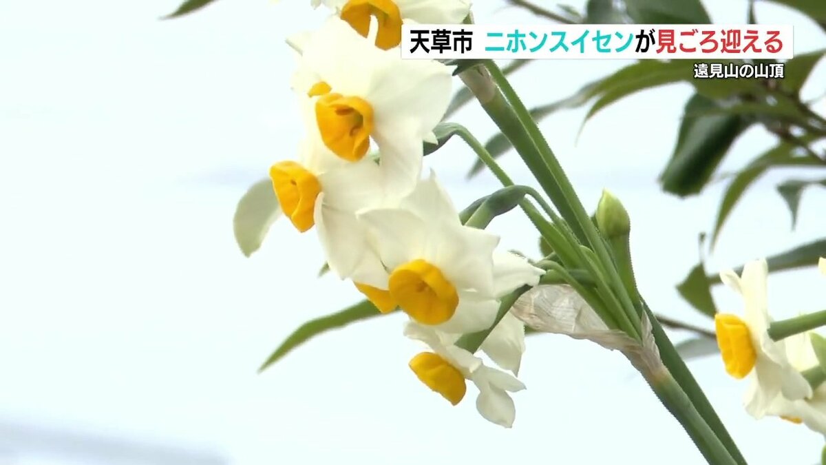 山頂に“可愛らしい白い花” 45万株の二ホンスイセンが見ごろ 熊本県天草