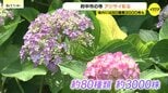 約80種類3000株が彩る「あじさい寺」 雨に恵まれ色づき鮮やか 6月いっぱい見ごろ 広島・府中市の|TBS NEWS DIG