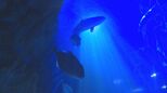 夜の水族館　ふだん見られない生き物の夜の生態を観察　山口・下関|TBS NEWS DIG