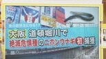 あの道頓堀川に絶滅危惧種「ニホンウナギ」!?捕獲した研究者に直撃【ひるおび】|TBS NEWS DIG