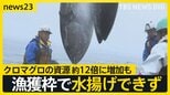 【クロマグロ“獲れすぎ”】“海のダイヤ”豊漁で異変 国際会議「漁獲枠25%拡大」は突如メキシコ反対で合意ならず【news23】|TBS NEWS DIG
